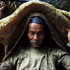 See pictures of how honey is collected in the largest beekeeping area in the world