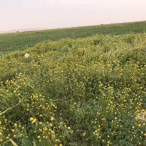 Les meilleurs endroits `Kashtat` à Riyad pour s&#39;évader de l&#39;agitation de la ville au silence du désert