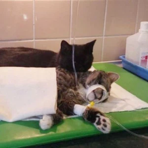 قط بولندي يعمل "ممرضاً" في مركز طب بيطري