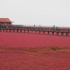 نيسان يحول شاطئ بحري إلى اللون الأحمر 