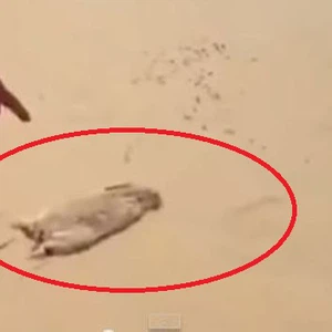 أرنب يخدع صياد ..شاهد ماذا فعل!