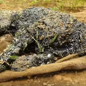 لحظة إنقاذ حياة كلبٍ سقط في حُفرة مليئة بالقطران 