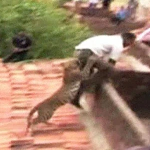 فهد يطارد سكان قرية هندية ويعض أحد الأشخاص