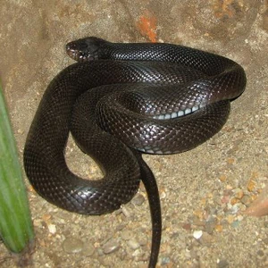 In pictures Poisonous snakes in Jordan ... their characteristics, how dangerous they are, and where they spread