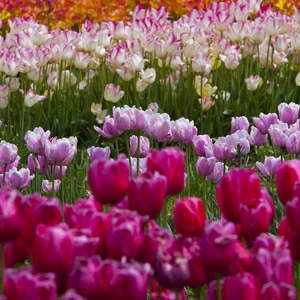 Tulips in the Netherlands .. Paintings on the ground