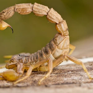 معركة مُميتة بين عقرب سام وخنفساء.. والنتيجة غير متوقعة 