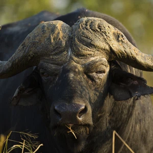 جاموس جائع يسلب الطعام من ركاب سيارة بطريقته الخاصة