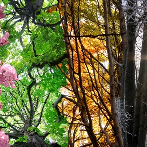 الفصول الأربعة.. كيف تتكون ولا تتغير مواعيد قدومها؟