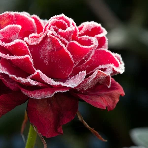 كيفية حماية النباتات المنزلية من الصقيع والإنجماد 