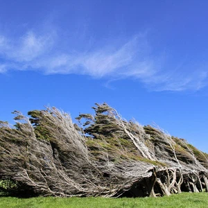 بالصور: منطقة في نيوزيلندا لاتستقيم فيها الأشجار ابداً 