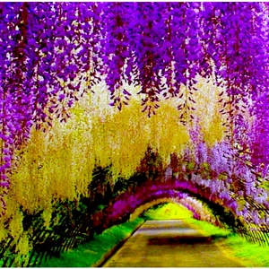   نفق ستاريه/ اليابان: ممشى ملئ بالأزهار المذهلة ذات الألوان الزهرية والوردية، يقع في حديقة كاواتشي فوجي الحديقة