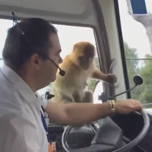 قرد ذكي يُغافل سائق حافلة ويسرق طعامه بسلاسة 