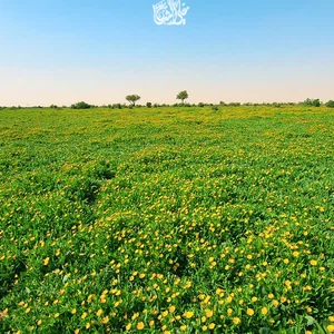 The 30 most beautiful pictures you may see in your life of spring and flowers in Saudi Arabia this season