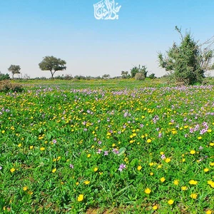 The 30 most beautiful pictures you may see in your life of spring and flowers in Saudi Arabia this season