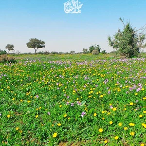 Les 30 plus belles images que vous pourriez voir dans votre vie de printemps et de fleurs en Arabie Saoudite cette saison