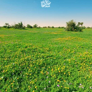 The 30 most beautiful pictures you may see in your life of spring and flowers in Saudi Arabia this season