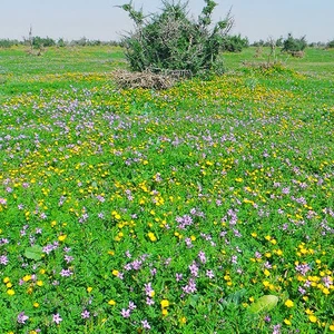 The 30 most beautiful pictures you may see in your life of spring and flowers in Saudi Arabia this season