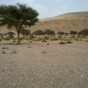 The best `Kashtat` places in Riyadh to escape from the hustle and bustle of the city to the silence of the desert