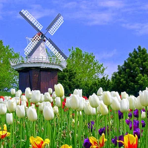 Tulips in the Netherlands .. Paintings on the ground