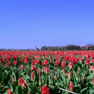 Tulips in the Netherlands .. Paintings on the ground