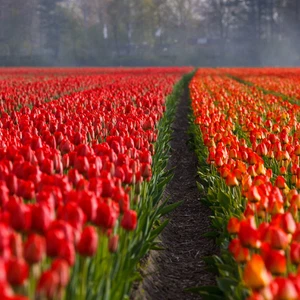 Tulips in the Netherlands .. Paintings on the ground