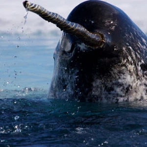 صورة مُقربة لسن الحوت المرقط 