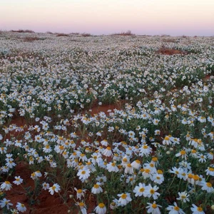 Pictures of spring that you will not believe are in Saudi Arabia