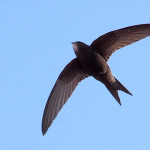 Common swift arabiaweather