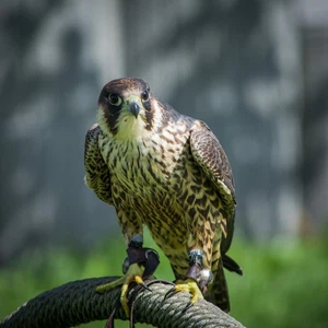 أسرع حيوان على وجه الأرض - طقس العرب - صقر شاهين