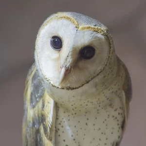 حقائق تعرفها لأول مرة عن طائر البومة