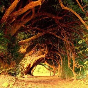   نفق يو / المملكة المتحدة: زرعت أشجاره من قبل عائلة داير خلال القرن الثامن عشر، و نمت  الأشجار طويلة القامة شكلت قوس موسع 