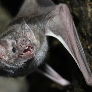 رحالة سُعوديون يقتحمون وكراً للخفافيش في جبال طويق