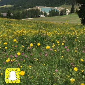 السائح العربي ..