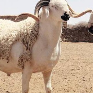 متى موعد عيد الأضحى 2020 فلكيًا؟