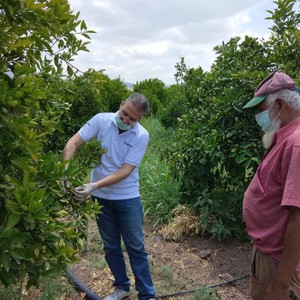بسبب موجة الحر في الأسبوع الأخير من رمضان...  50 % نسبة تساقط ثمار الحمضيات في الأغوار الشمالية