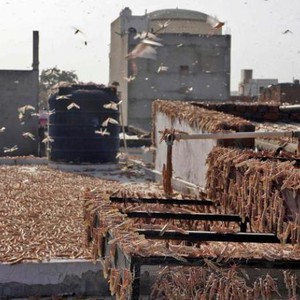 أسراب الجراد تجتاح الهند وتُلحق أضرار كبيرة بالقطاع الزراعي