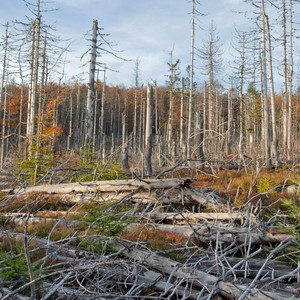 المطر الحمضي... الأسباب والحلول 