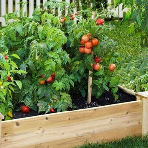 طرق زراعة الخضراوات في شرفة المنزل وعلى الأسطح