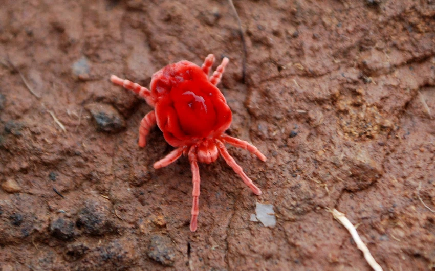 « La fille de la pluie » est l’un des plus beaux insectes de la région arabe