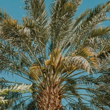 لماذا تمر المدينة والأحساء يسبق تمر القصيم؟