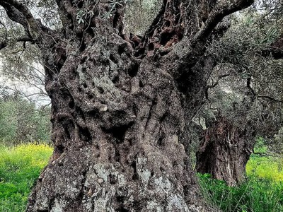 Koura District is home to the oldest olive oil factory and storage facility in the world, dating back 4,500 years.