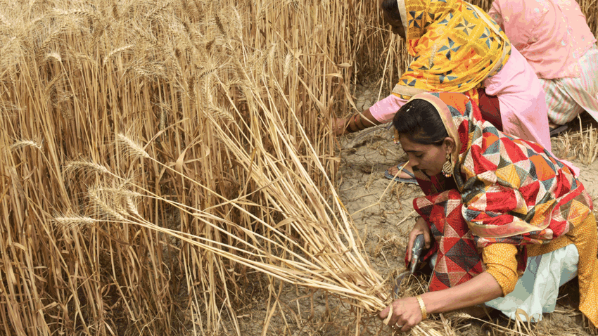 New global concern after India bans its exports of wheat... and fears of exacerbating food insecurity