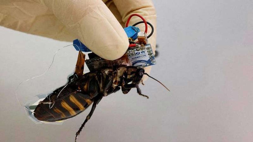 Japan uses a cyborg cockroach to search for survivors in a disaster area