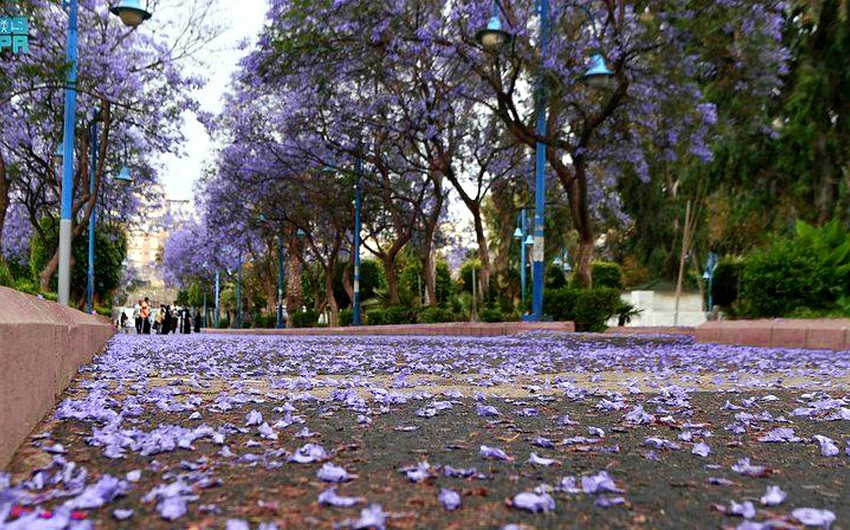 The season of flowering of purple jacaranda trees in Abha.. When does it start? And how long does it last?