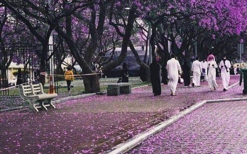 The season of flowering of purple jacaranda trees in Abha.. When does it start? And how long does it last?