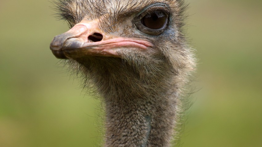 What is the bird nicknamed the bird camel ?