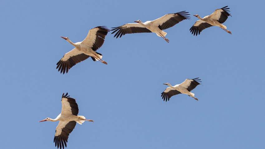 بالفيديو | رصد مشهد مهيب لأسراب من الطيور المهاجرة في سماء الأردن صباح اليوم