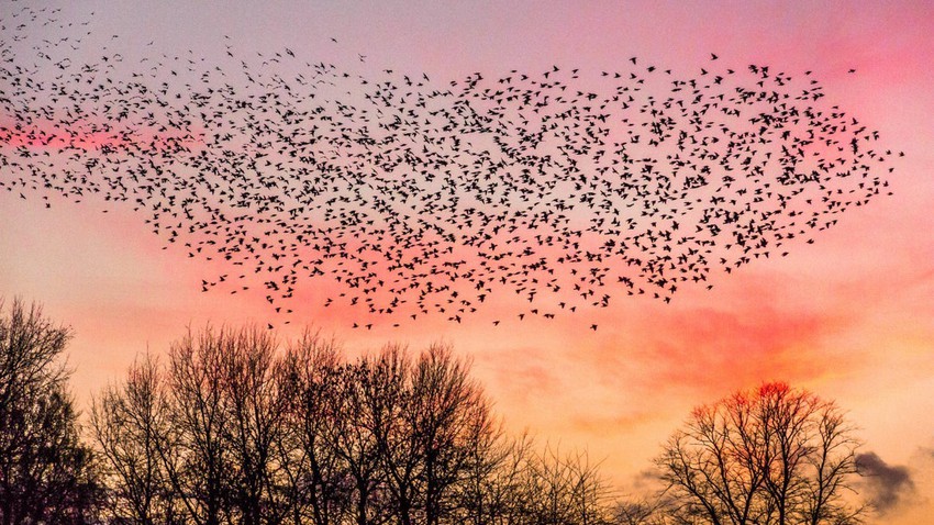 كيف تحدد الطيور مسارها عند الهجرة بين البلدان والقارات؟