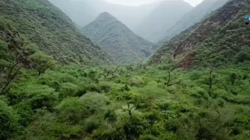 بالفيديو | مشاهد أدهشت العالم لأدغال وغابات مدارية خضراء في السعودية