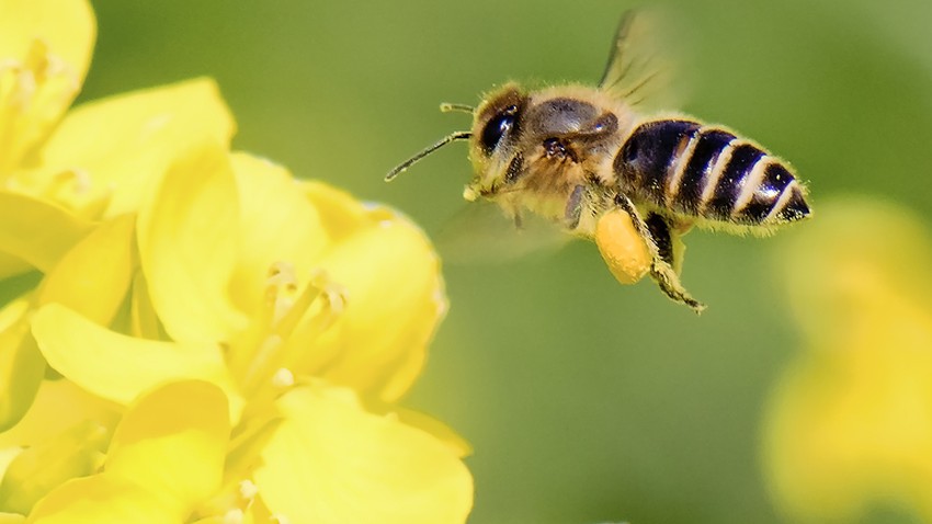 ذكاء النحل